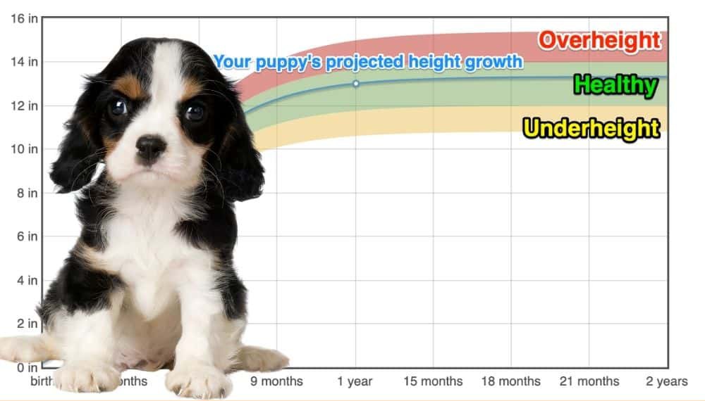 Cavalier King Charles Spaniel Height+Growth Chart How Tall Will My